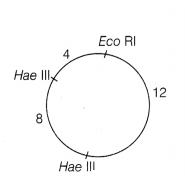 CBSE Sample Papers for Class 12 Biology Set 7 with Solutions 16