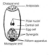 CBSE Sample Papers for Class 12 Biology Set 7 with Solutions 18