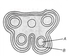 CBSE Sample Papers for Class 12 Biology Set 7 with Solutions 3