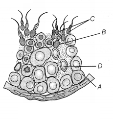 CBSE Sample Papers for Class 12 Biology Set 7 with Solutions 9