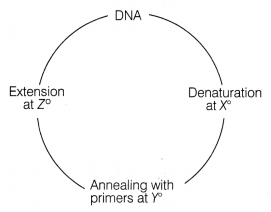 CBSE Sample Papers for Class 12 Biology Set 8 with Solutions 1