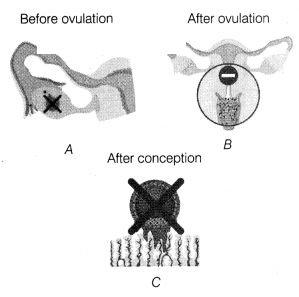 CBSE Sample Papers for Class 12 Biology Set 8 with Solutions 11