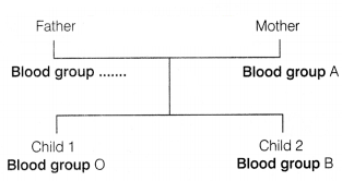 CBSE Sample Papers for Class 12 Biology Set 8 with Solutions 12