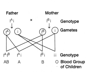 CBSE Sample Papers for Class 12 Biology Set 8 with Solutions 13