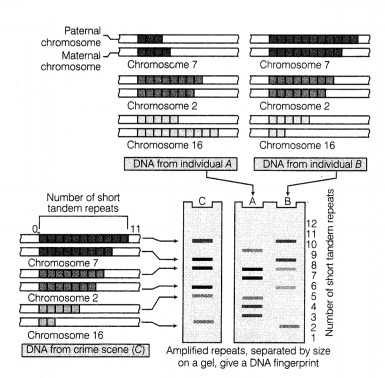 CBSE Sample Papers for Class 12 Biology Set 8 with Solutions 15