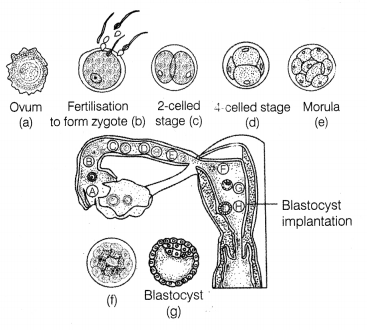 CBSE Sample Papers for Class 12 Biology Set 8 with Solutions 19