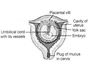 CBSE Sample Papers for Class 12 Biology Set 8 with Solutions 20