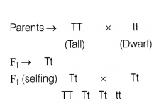 CBSE Sample Papers for Class 12 Biology Set 8 with Solutions 3