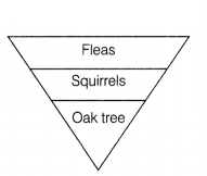 CBSE Sample Papers for Class 12 Biology Set 8 with Solutions 9