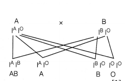 CBSE Sample Papers for Class 12 Biology Set 9 with Solutions 1