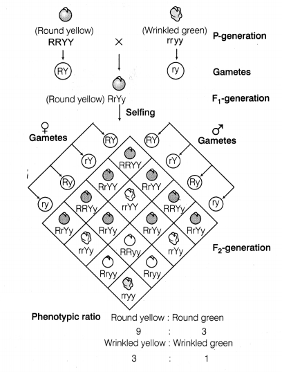 CBSE Sample Papers for Class 12 Biology Set 9 with Solutions 13