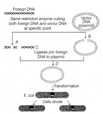 CBSE Sample Papers for Class 12 Biology Set 9 with Solutions 3