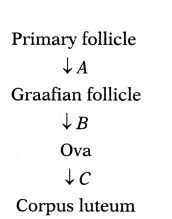 CBSE Sample Papers for Class 12 Biology Set 9 with Solutions 5