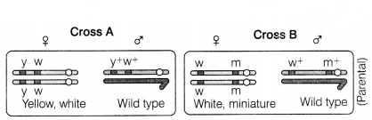 CBSE Sample Papers for Class 12 Biology Set 9 with Solutions 6