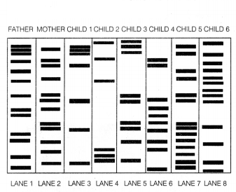 CBSE Sample Papers for Class 12 Biology Set 9 with Solutions 8