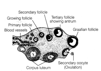 CBSE Sample Papers for Class 12 Biology Set 9 with Solutions 9