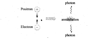 NCERT Exemplar Class 12 Physics Chapter 13 Nuclei Img 17